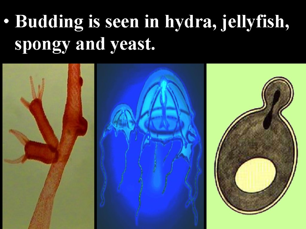 Budding is seen in hydra, jellyfish, spongy and yeast.